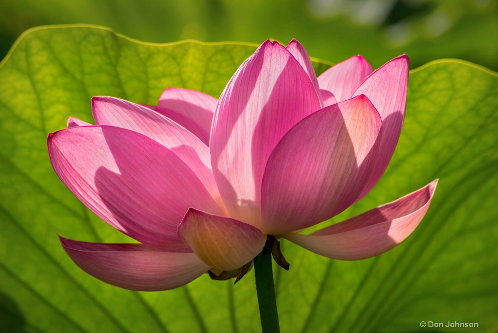 Pink Lotus Flower 3-0 F LR 7-7-18 J651