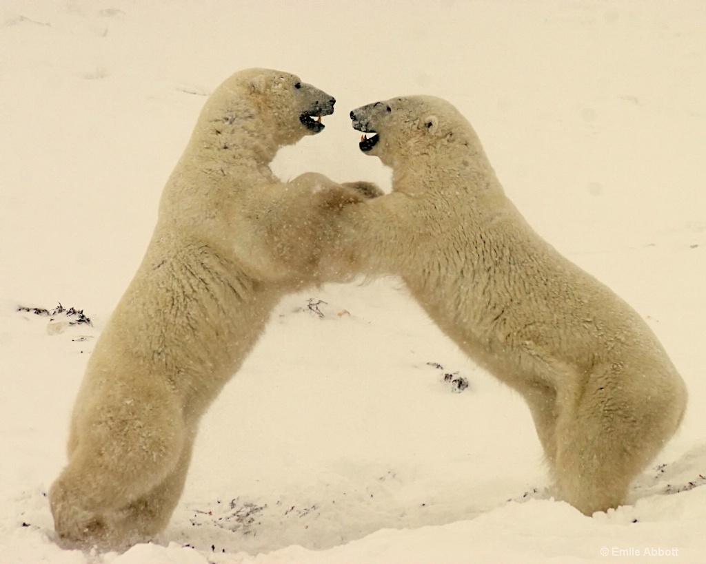 Polar Bear Dance 2