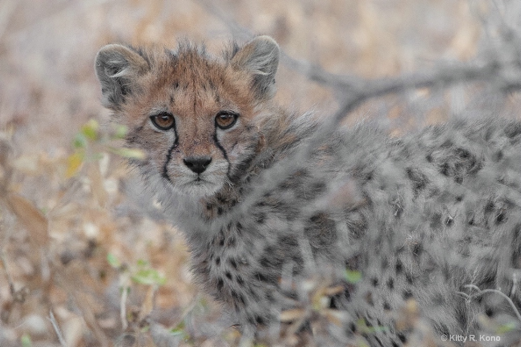 Baby Cheetah Hiding in the Brush