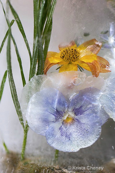 Blue pansy in ice