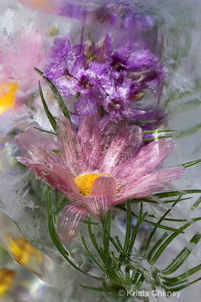Pink daisy in ice I