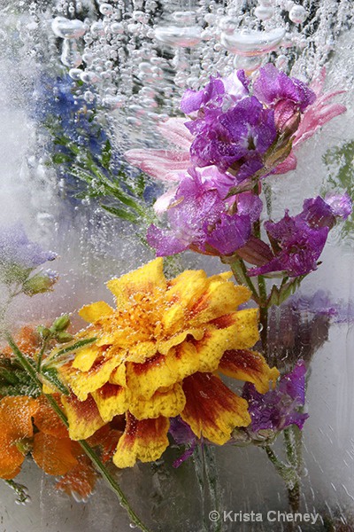 Marigold in ice IV 'a'