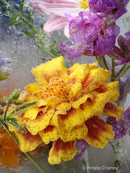 Marigold in ice IV 'b'