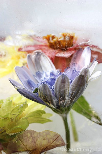 Blue chrysanthemum in ice