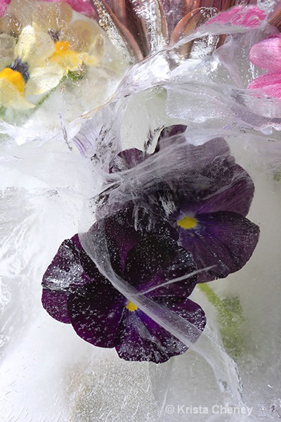 Black pansies in ice