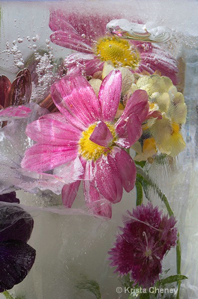 Pink daisy in ice II