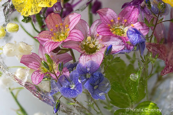 Spring medley in ice II 'b'