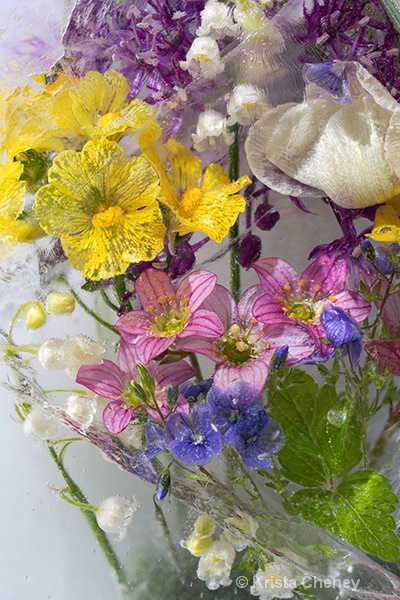 Spring medley in ice II 'a'