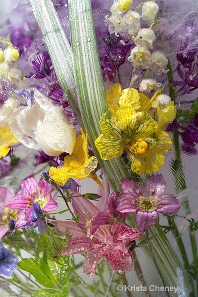 Spring medley in ice II 'c'