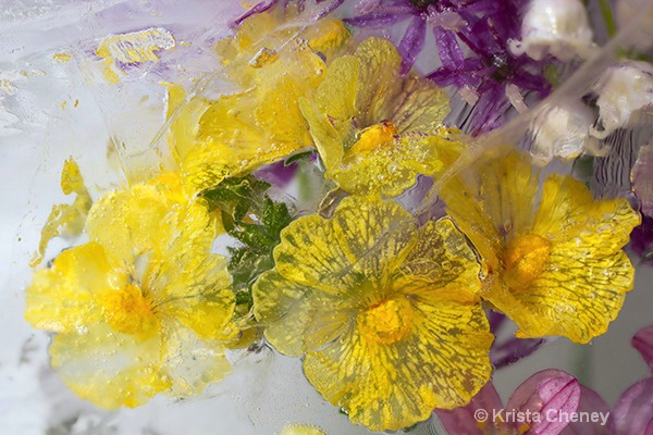 Yellow nemesia in ice 'b'