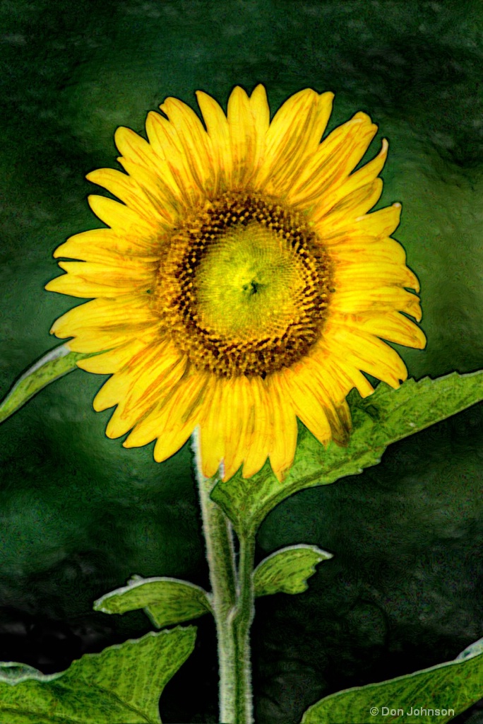 Artistic Sunflower in Bloom 6-0 F LR 7-13-18 J133