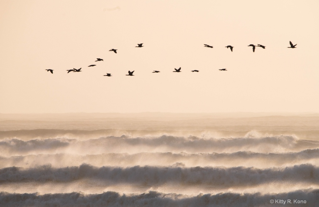 Cormorants over the Atlantic in Namibia at Dusk