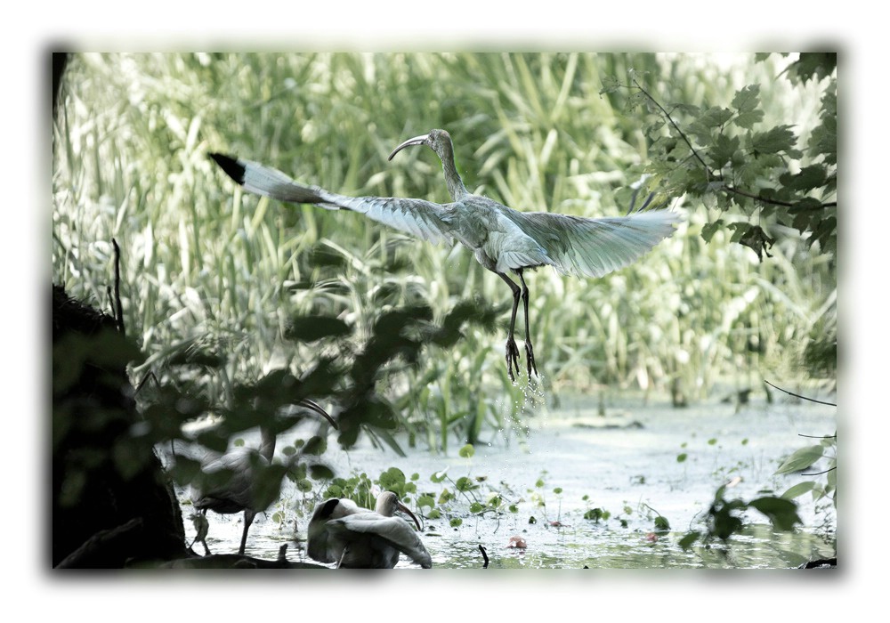 Harkers Island