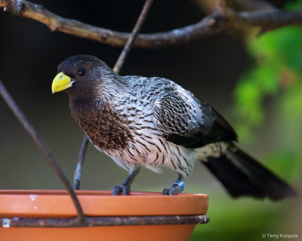 Western Gray Plantain-eater