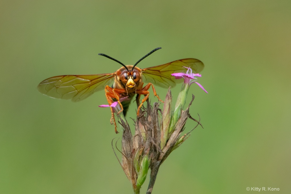 The Cicada Killer in a Staring Contest