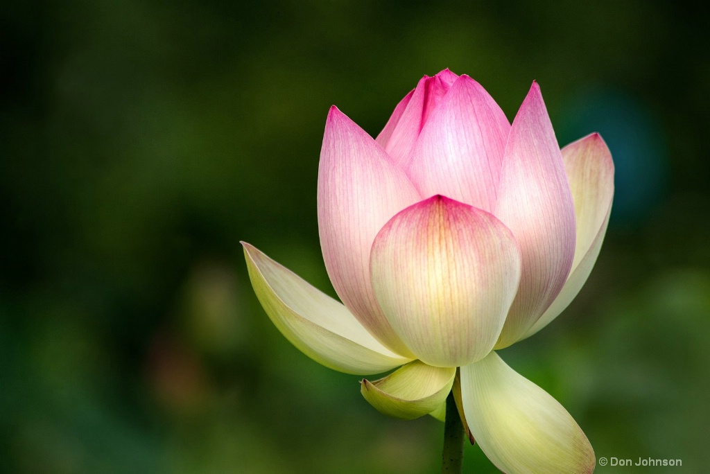 Another KAG Lotus 3-0 F LR 7-7-18 J142