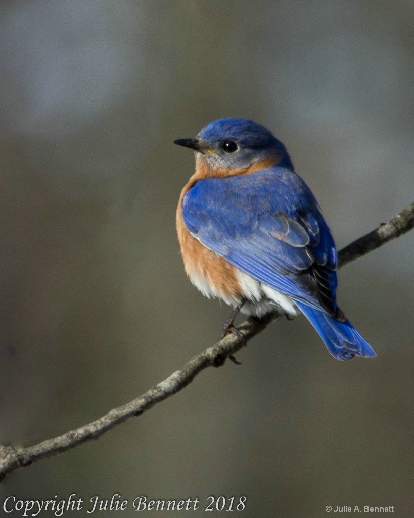 Eastern Blue Bird 1