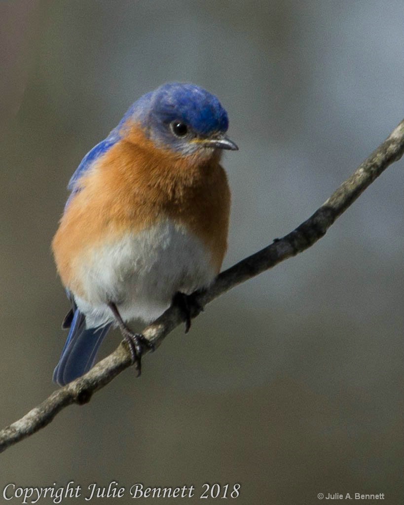 Eastern Blue Bird 2