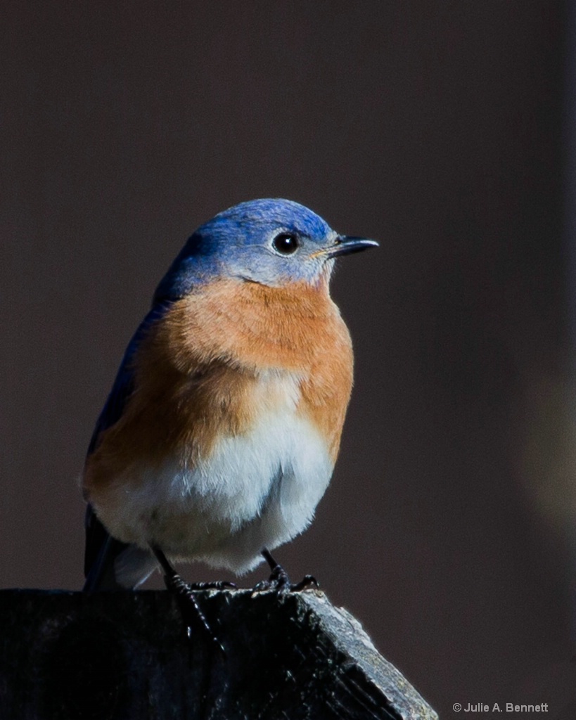 Blue Bird 1