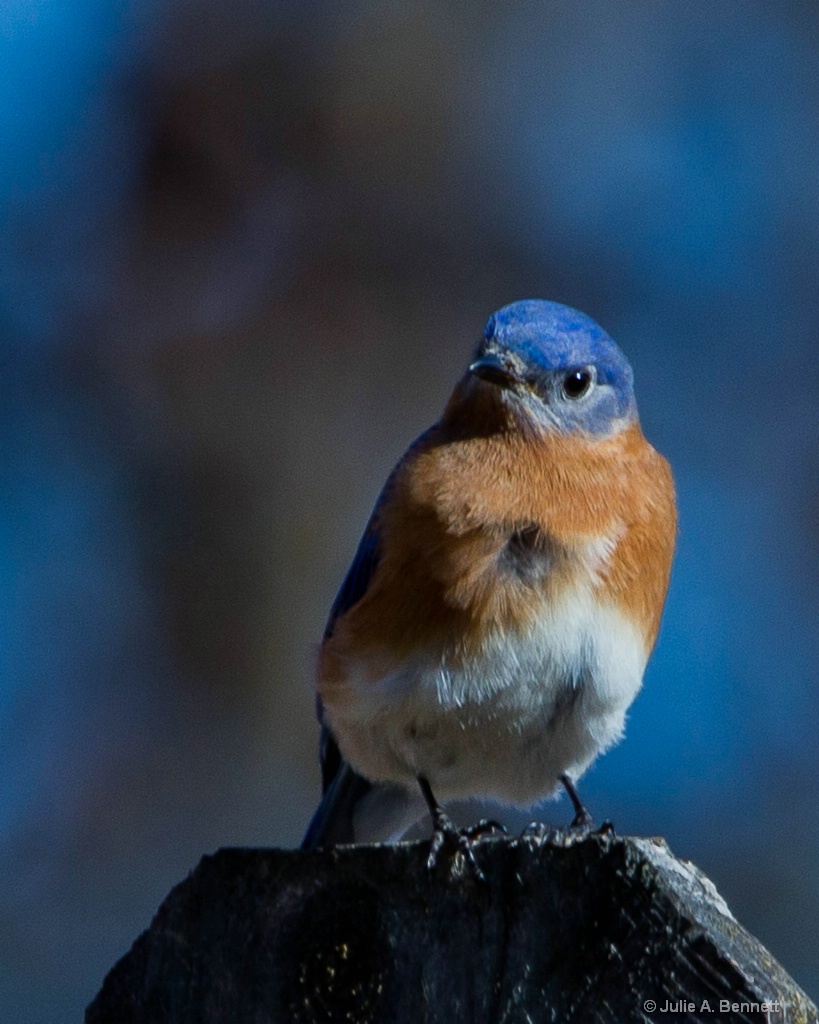 Blue Bird 2