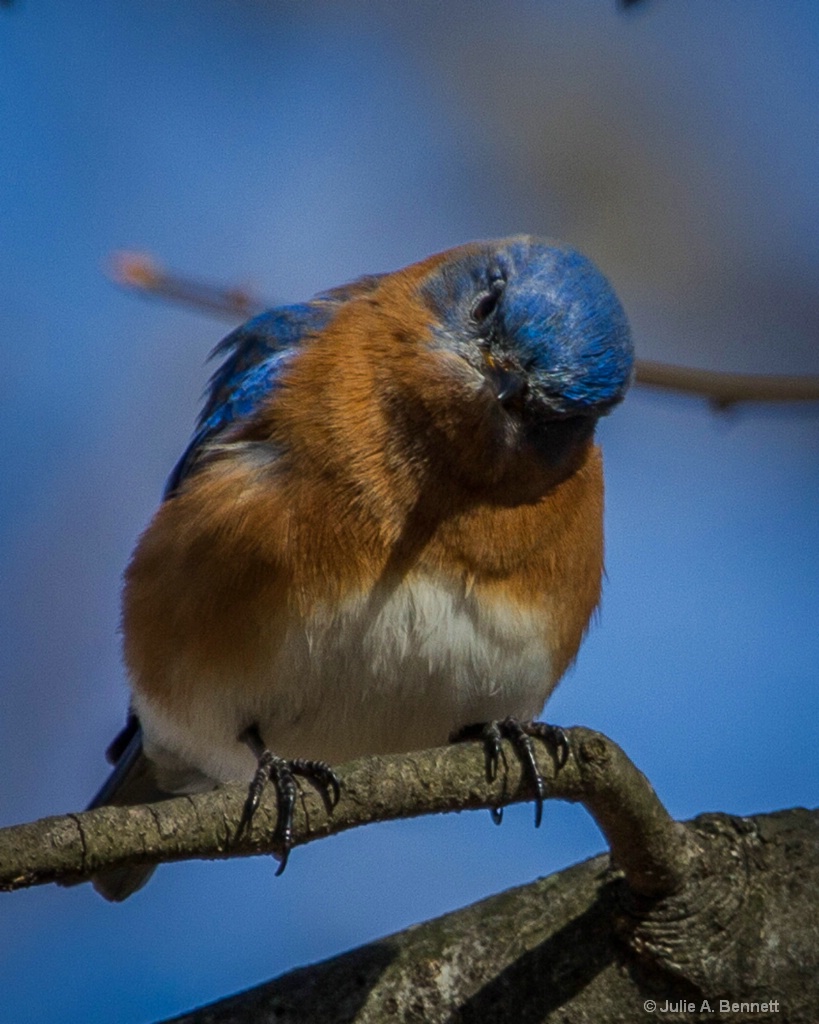 Blue Bird 3