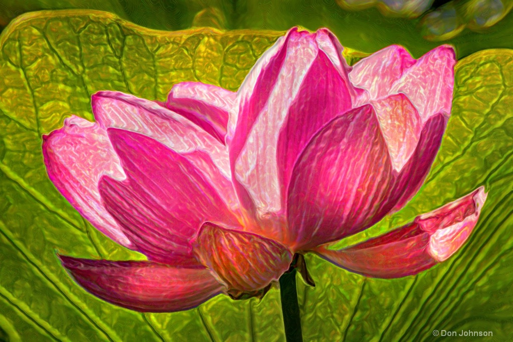 Artistic Pink Lotus Flower 6-0 F LR 7-7-18 J651