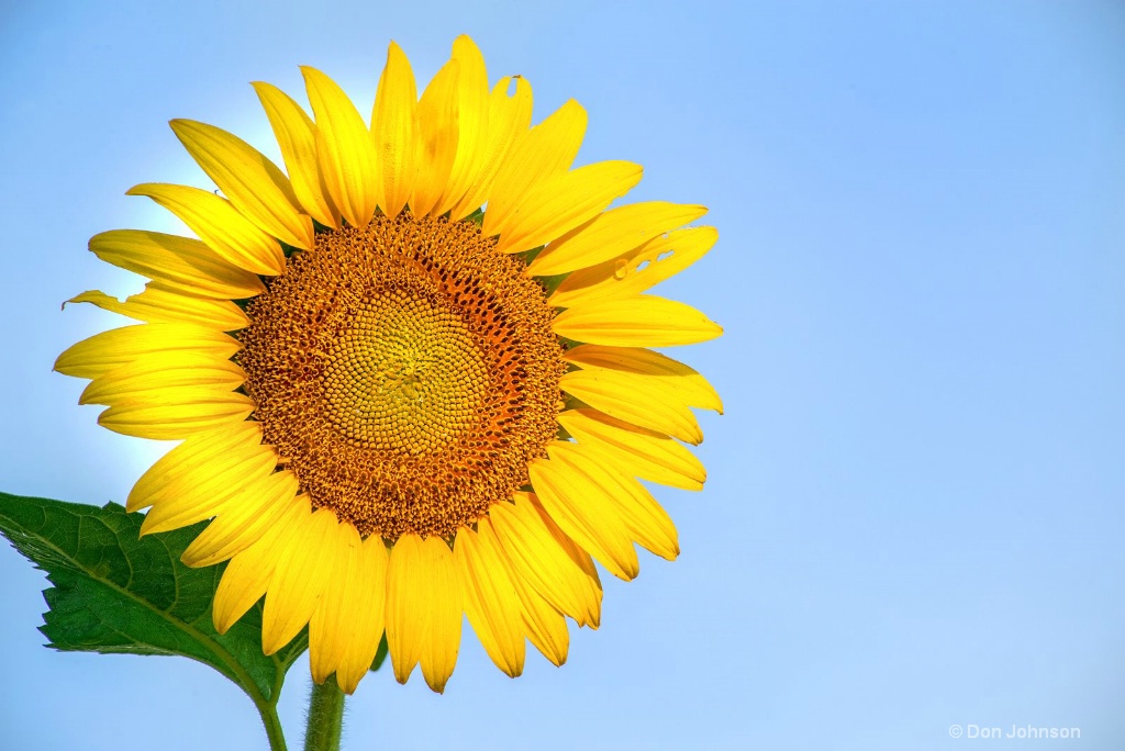 Sunflower and Sky 3-0 F LR 7-13-18 J254