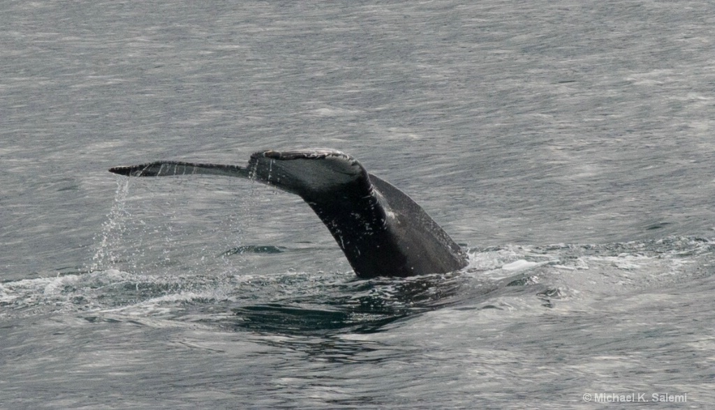 the Tail of the Whale