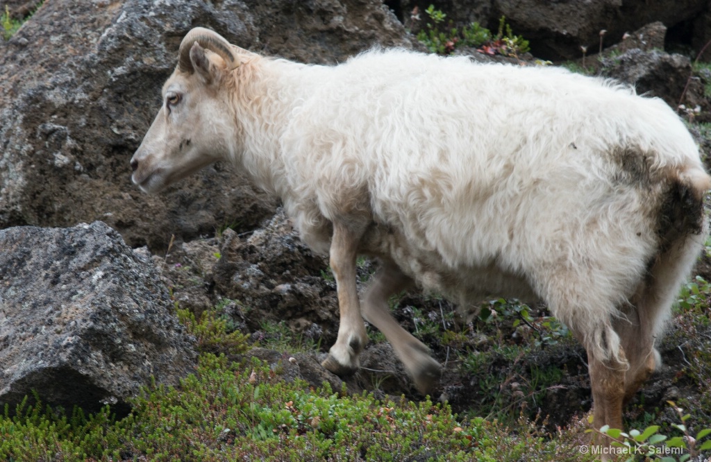 Lost Icelandic Sheep