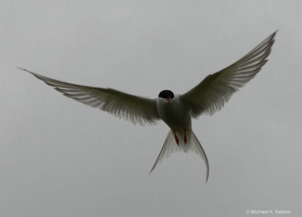Arctic Tern on Patrol