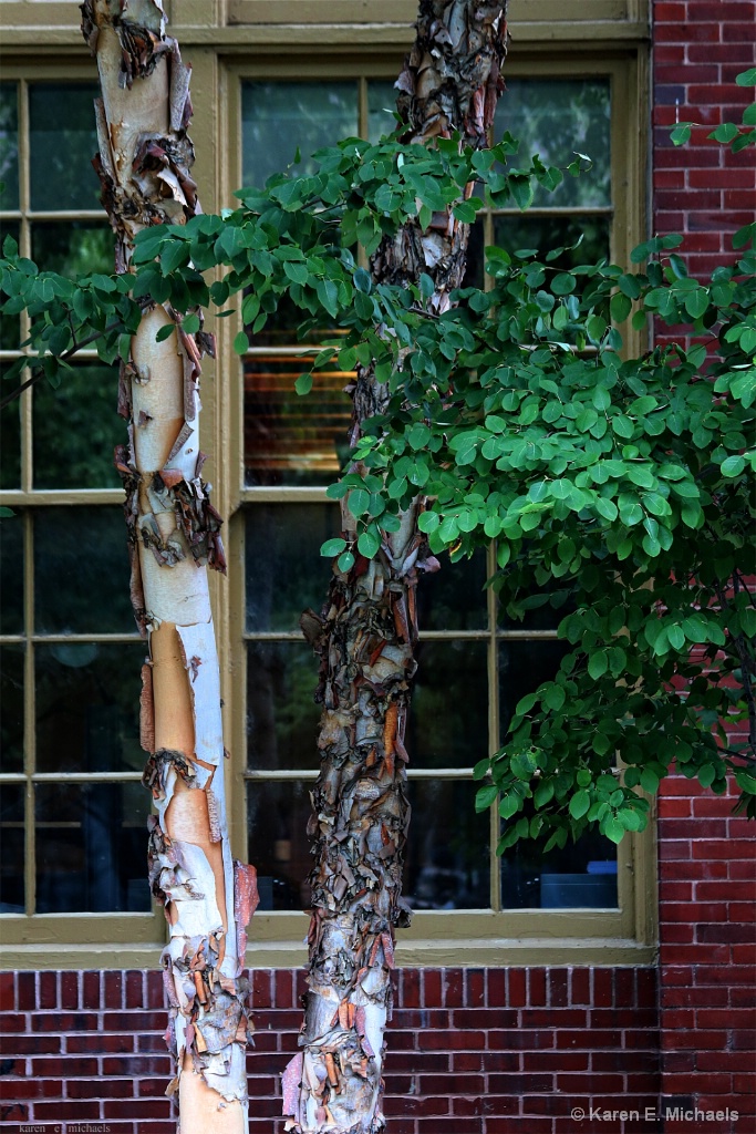 River Birch and office window