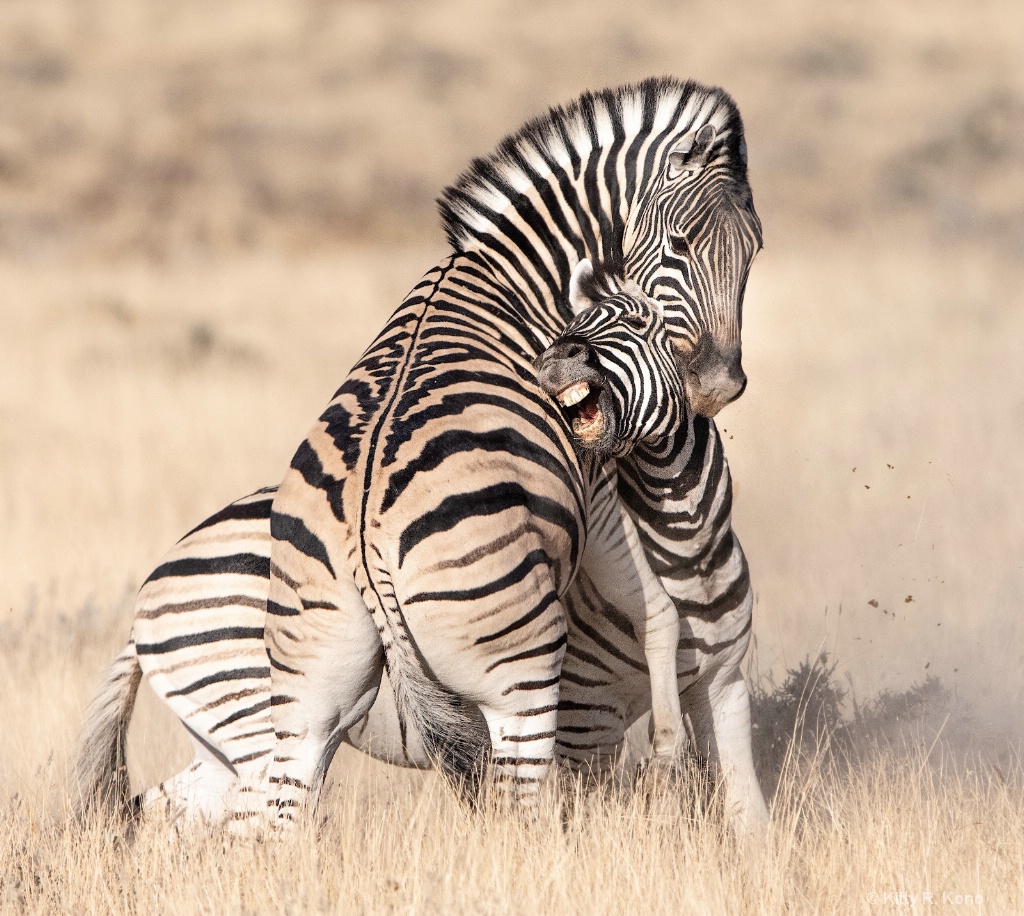 Zebras Still Fighting