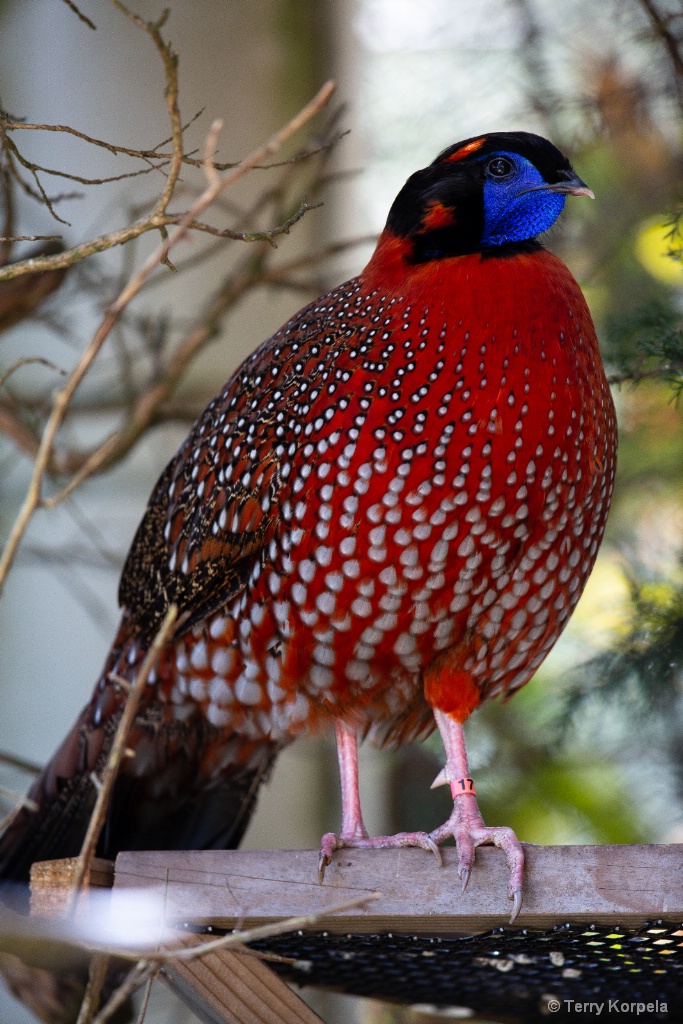 Temminck's Tragopan