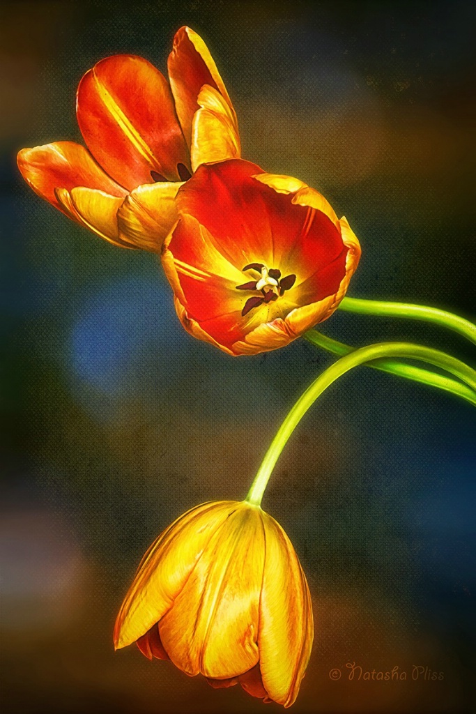 Tulips on canvas