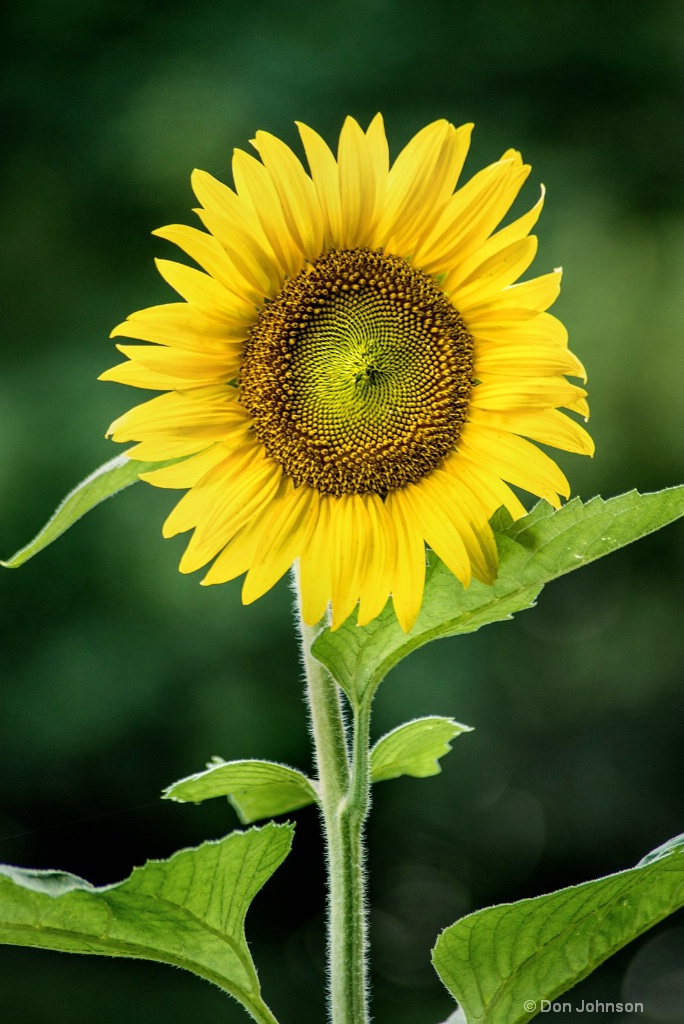 Sunflower in Bloom 3-0 F LR 7-13-18 J133