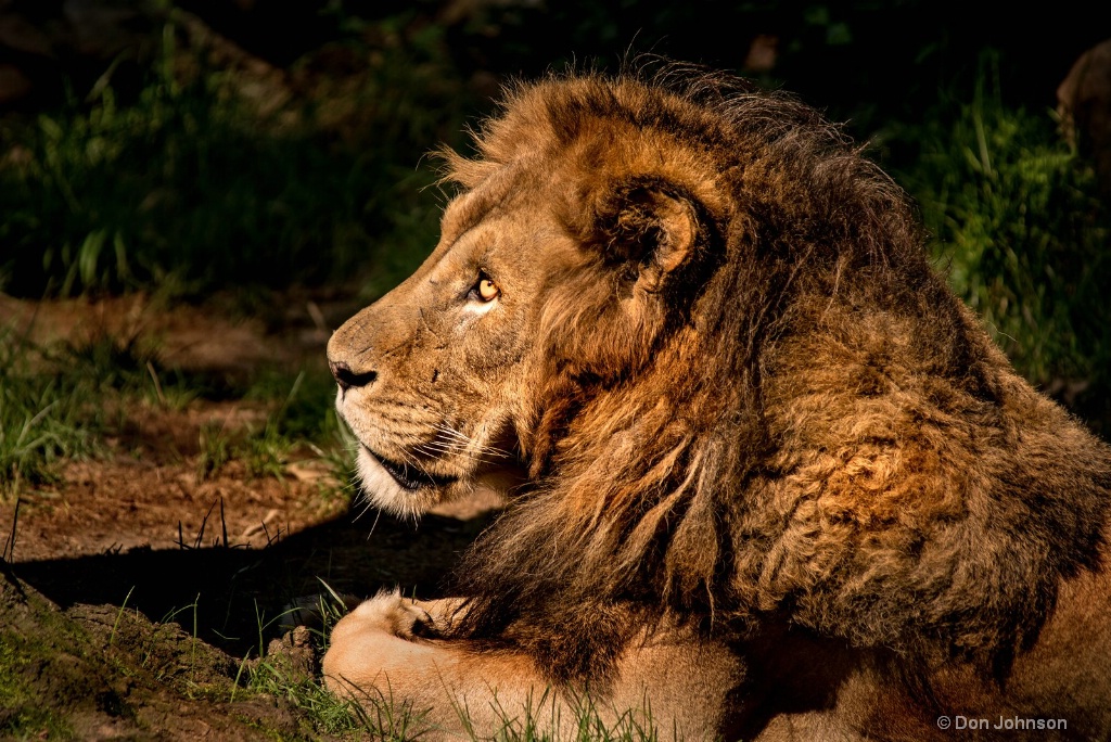 Male Lion Profile 3-0 F LR 8-5-18 J058