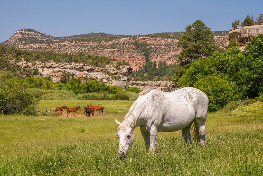 Out grazing alone 