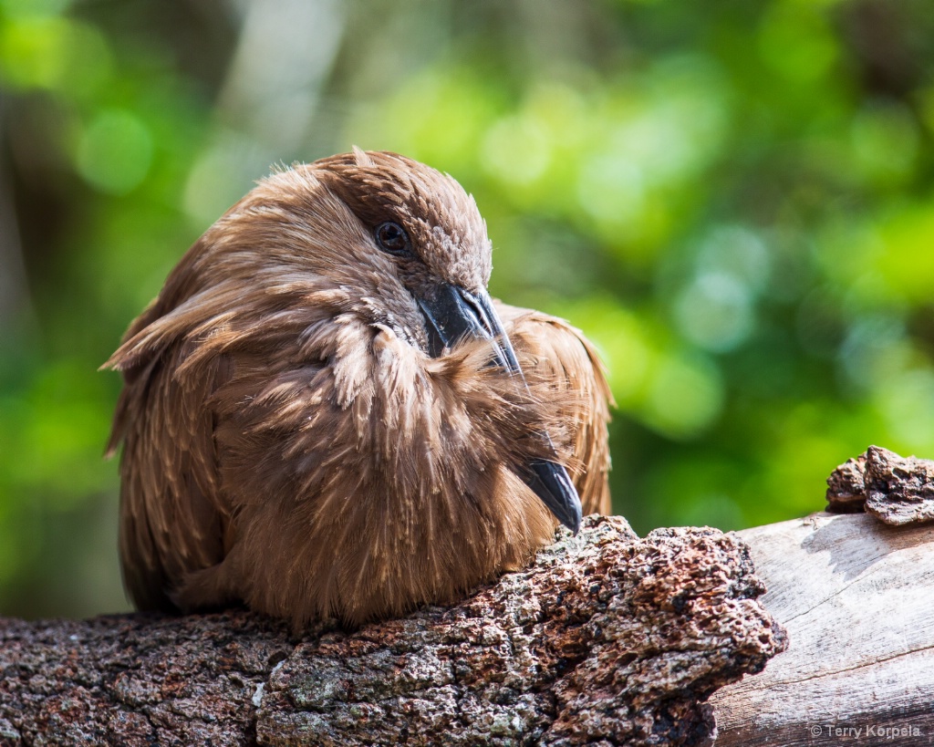 Hamerkop