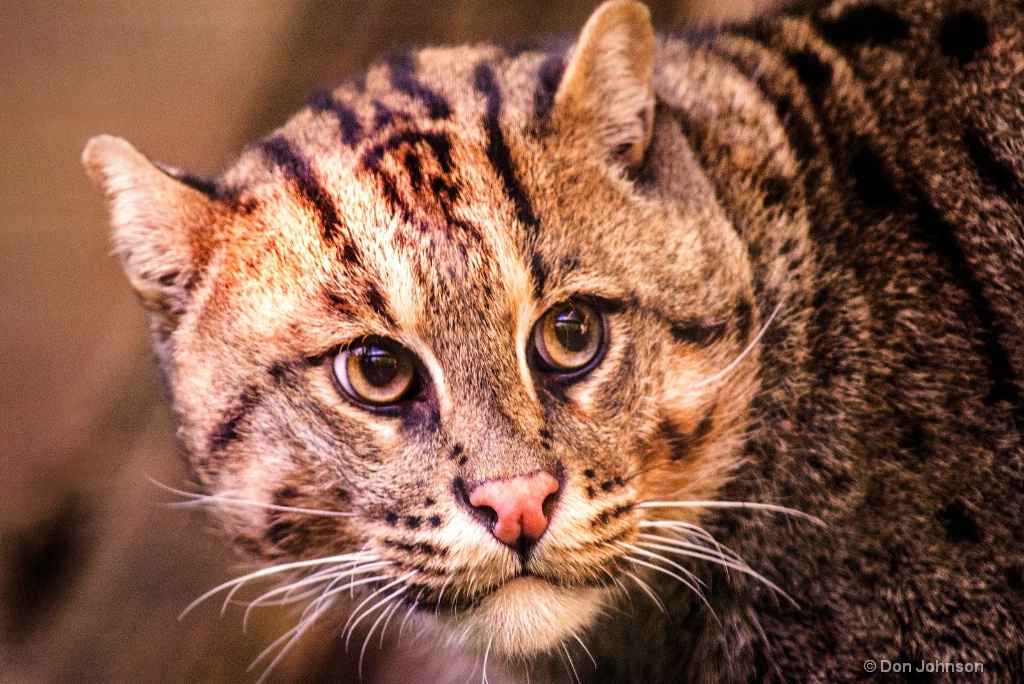 Fishing Cat-NZ 3-0 F LR 8-26-18 J003