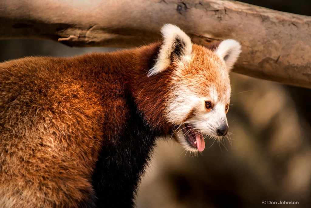 Red Panda at NZ 3-0 F LR 8-26-18 J017