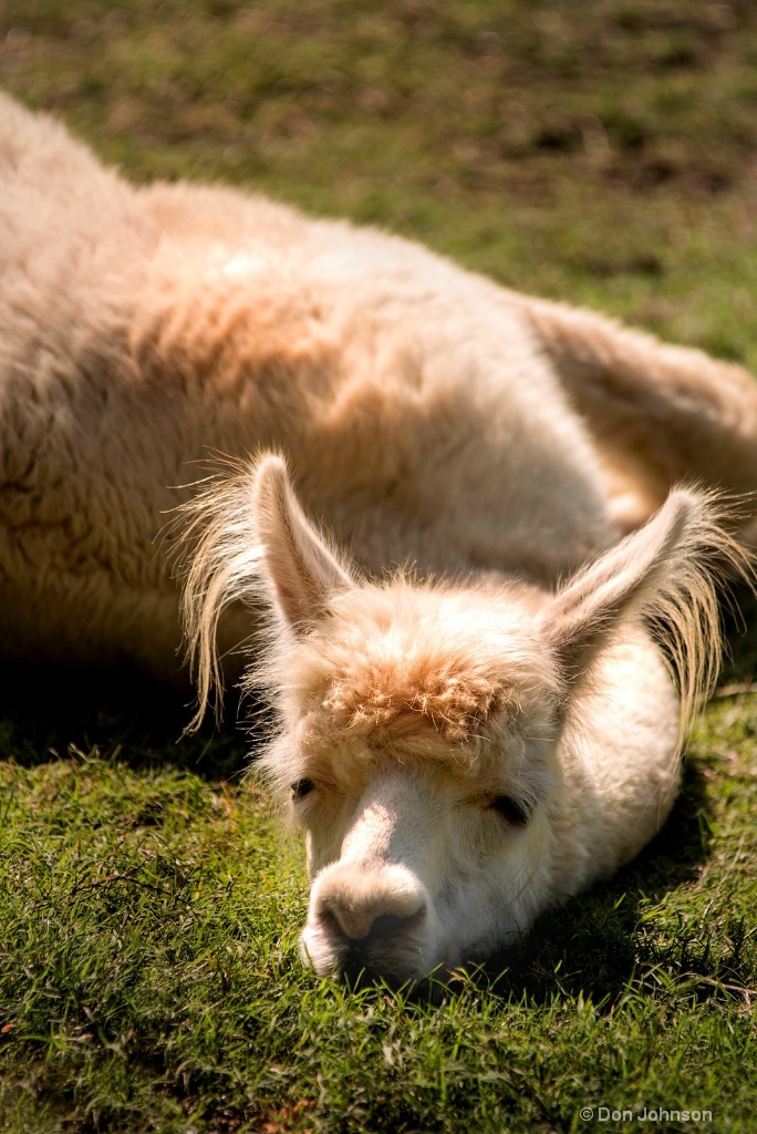 Tired Llama 3-0 F LR 8-26-18 J099
