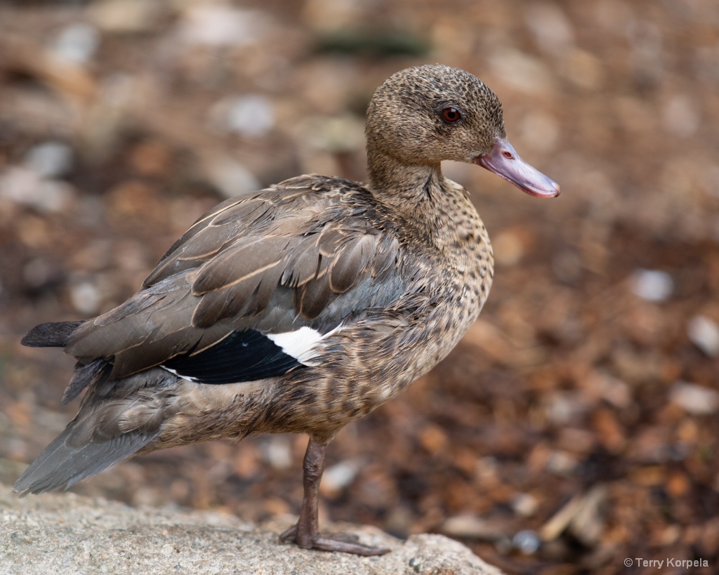 Madagascar Teal