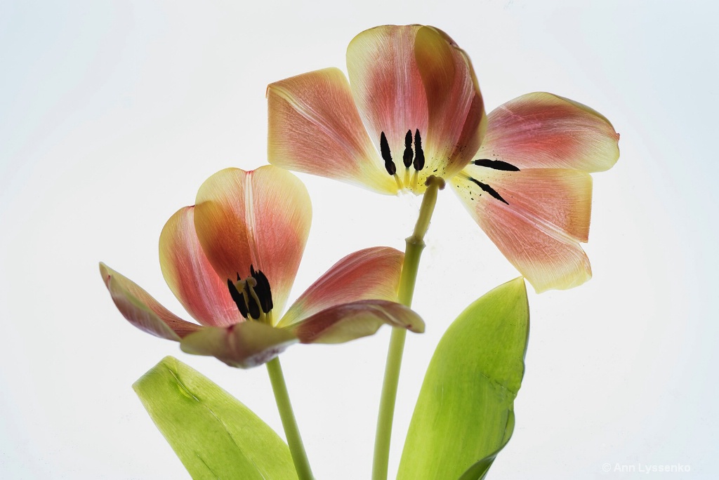 Wabi Sabi Tulips