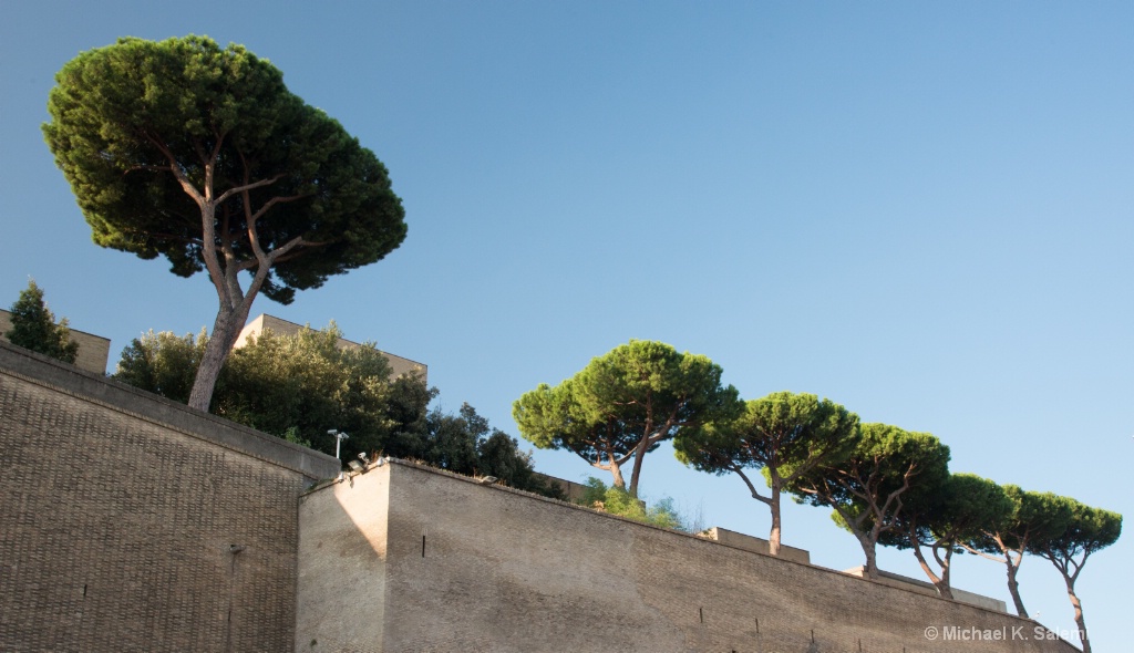 Pines atop the Vatican City Wall