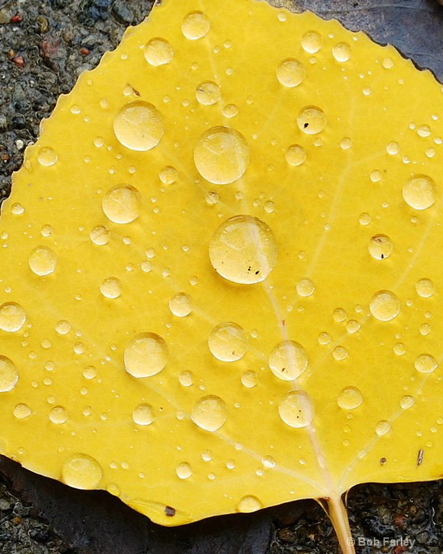 dew on yellow leaf