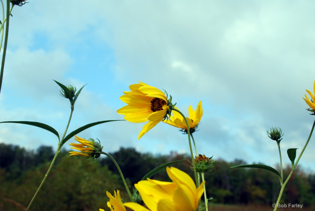 evansville yellow flowers