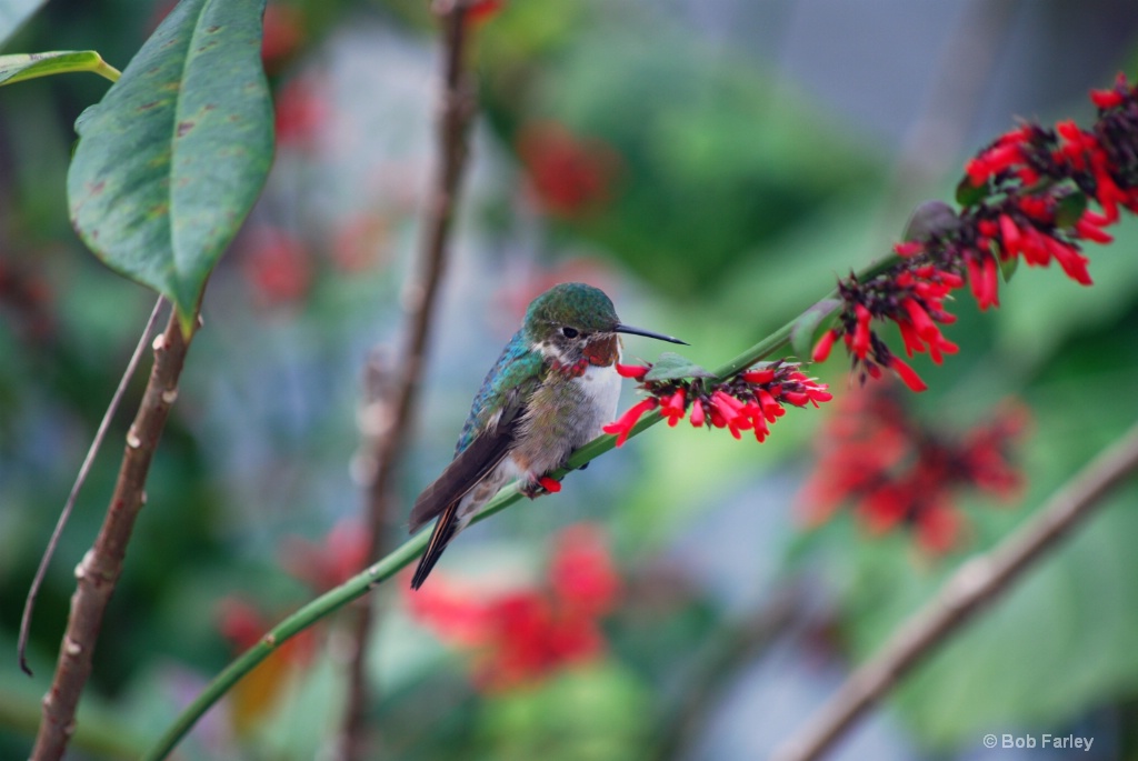 hummingbird  and red flowers