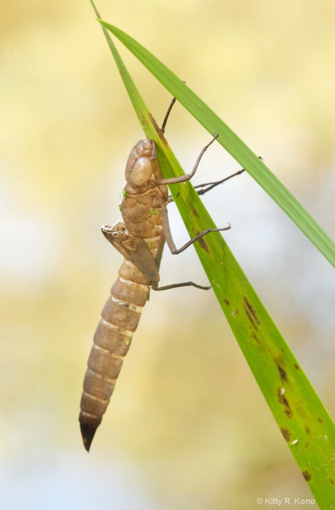 The Empty Shell or Exuvia