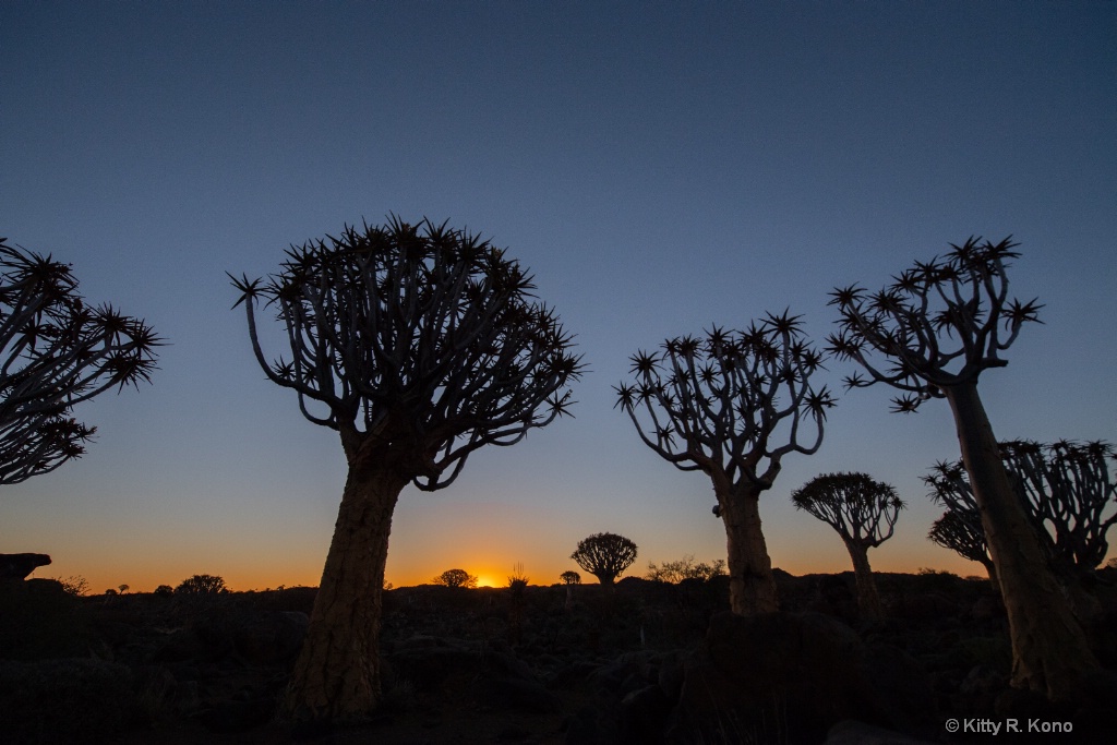 Quiver Tree Forest with Sunset