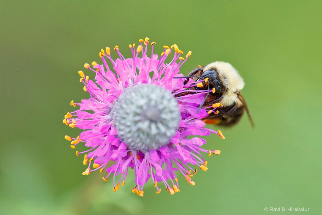 Bumblebee on Purple Prairie Clover